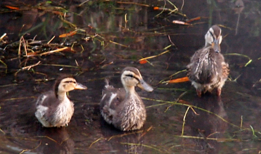 [The three ducklings stand in shallow water. They are still downy, but now are white and brown. The duckling on teh far left has a shorter, smaller neck and head as well as body than the other two ducklings.]